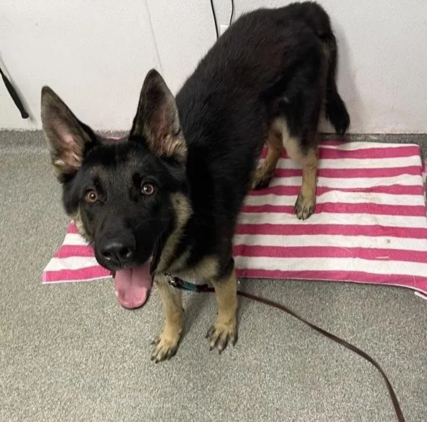 A young large-sized male German Shepherd Dog dog named Natasho for adoption in Escondido, CA