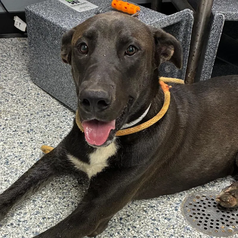 An adult large-sized male Black Great Dane dog named Chucky for adoption in Birmingham, AL