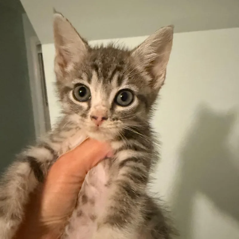 A baby small-sized male Domestic Short Hair cat named Nova for adoption in Alexandria, VA