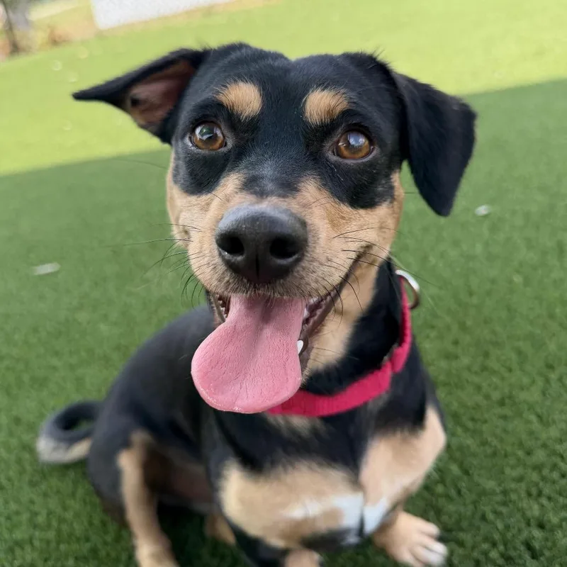 An adult small-sized male Dachshund dog named Freshman for adoption in Nashville, TN