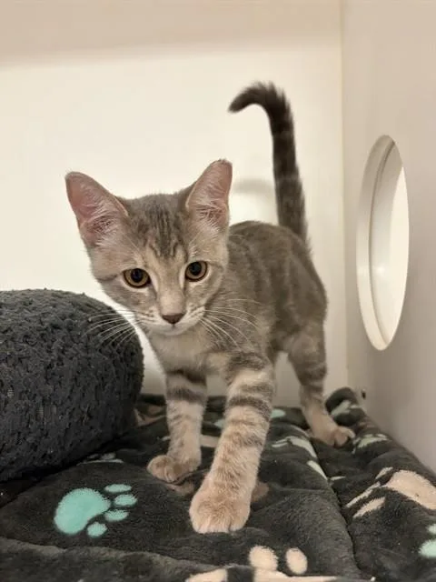 A baby small-sized female Domestic Medium Hair cat named Match for adoption in Sugar Land, TX