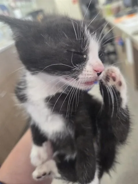 A baby small-sized female Domestic Short Hair cat named Usi for adoption in Louisville, KY