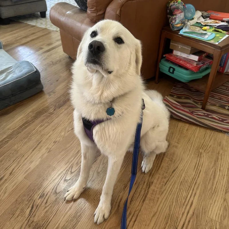 An adult large-sized male White / Cream Great Pyrenees dog named Nimbus for adoption in St. Clair, MO