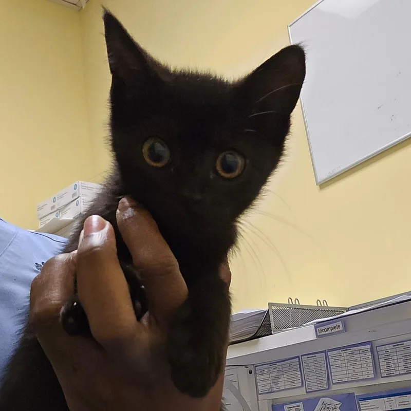 A baby small-sized male Black Domestic Short Hair cat named RightO for adoption in Charlottesville, VA
