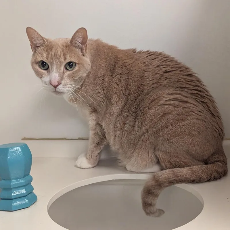 An adult large-sized male Orange / Red Domestic Short Hair cat named Louis for adoption in Pasadena, CA