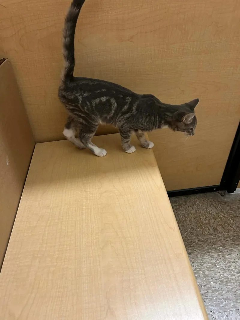 A baby small-sized male Tabby (Gray / Blue / Silver) Domestic Short Hair cat named Charvi for adoption in Gladstone, OR