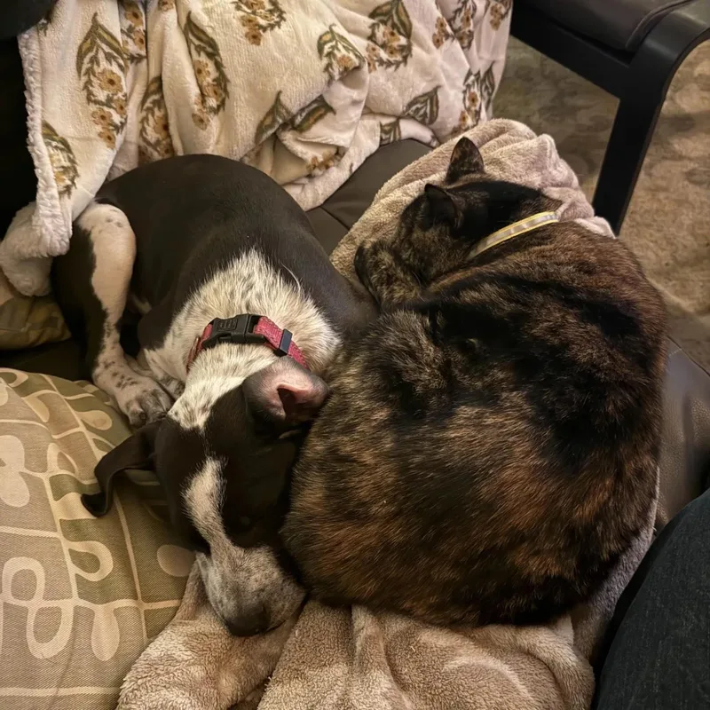 A baby medium-sized female Australian Cattle Dog / Blue Heeler dog named Mercedes for adoption in Mount Vernon, WA