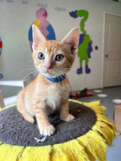 A baby small-sized male Domestic Short Hair cat named Neville $ @ Petsmart for adoption in Seneca, SC
