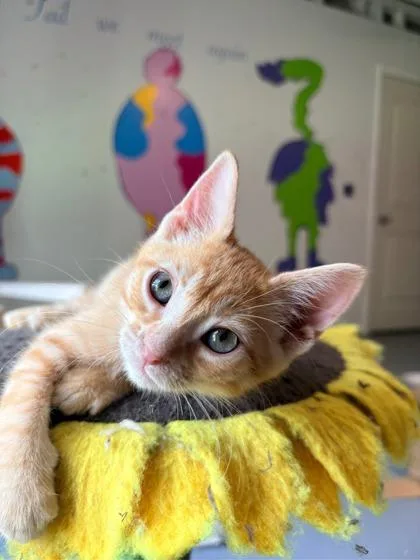 Neville $ @ Petsmart thumbnail 2