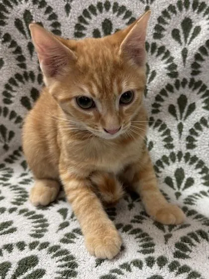 Neville $ @ Petsmart thumbnail 3