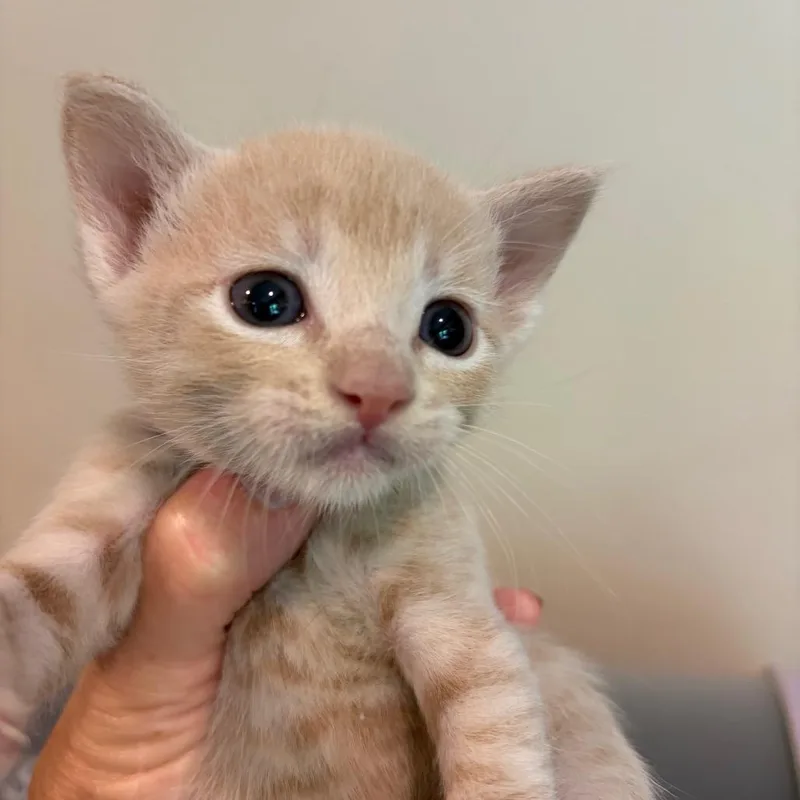 A baby small-sized male Buff / Tan / Fawn American Shorthair cat named Boston for adoption in Long Beach, CA
