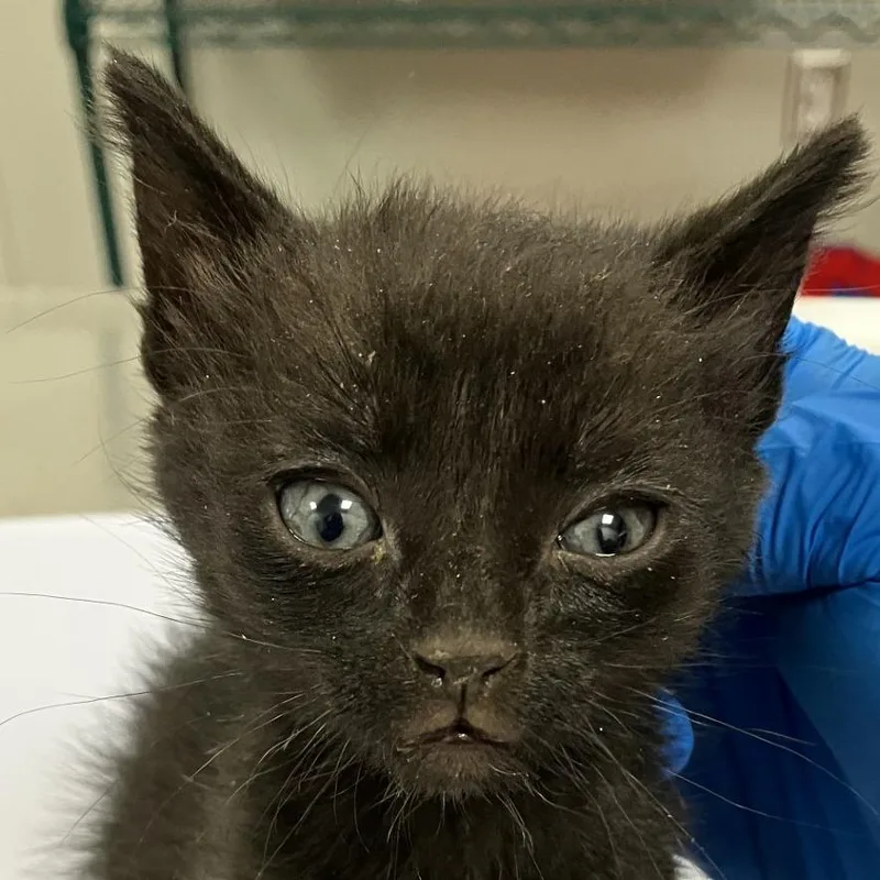A baby small-sized female Black Domestic Short Hair cat named Eden for adoption in Las Cruces, NM
