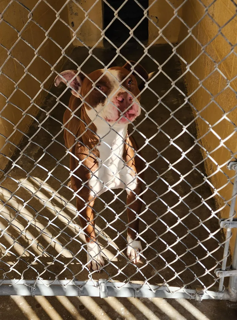 An adult medium-sized female Pit Bull Terrier dog named 26-27 for adoption in Ridgecrest, CA