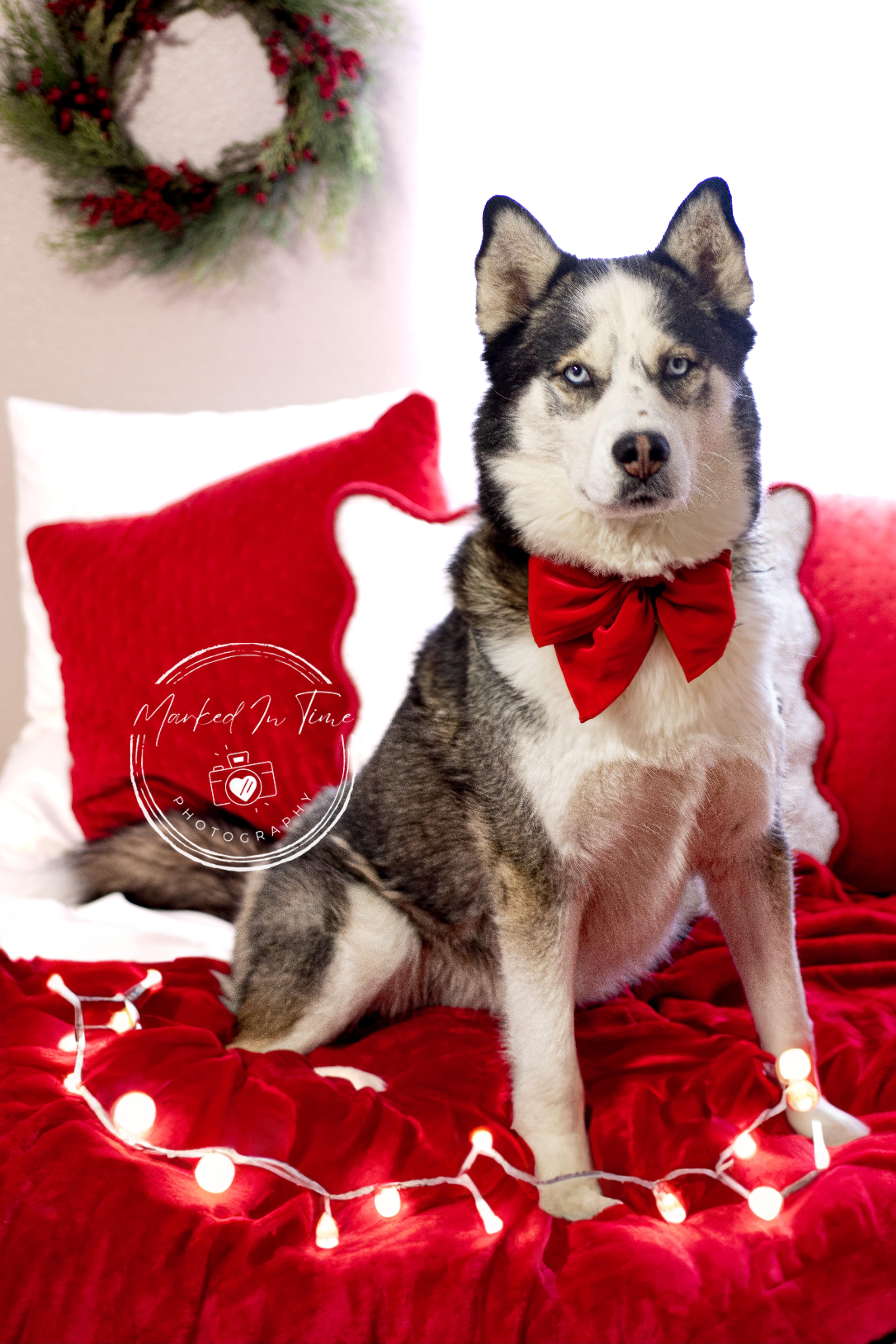 An adult large-sized male Siberian Husky dog named Ares for adoption in Twin Falls, ID