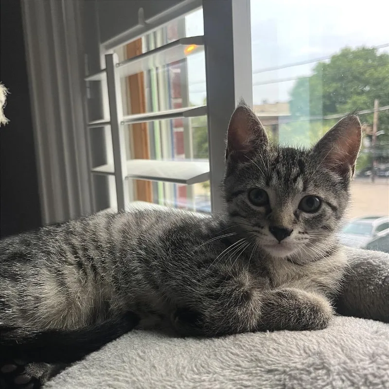 A baby small-sized male Brown / Chocolate Domestic Short Hair cat named Satchel for adoption in Gibsonia, PA
