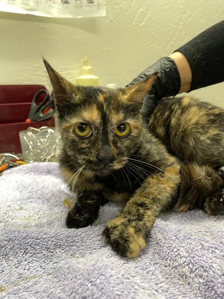 A young medium-sized female Domestic Short Hair cat named Kumo for adoption in Chico, CA