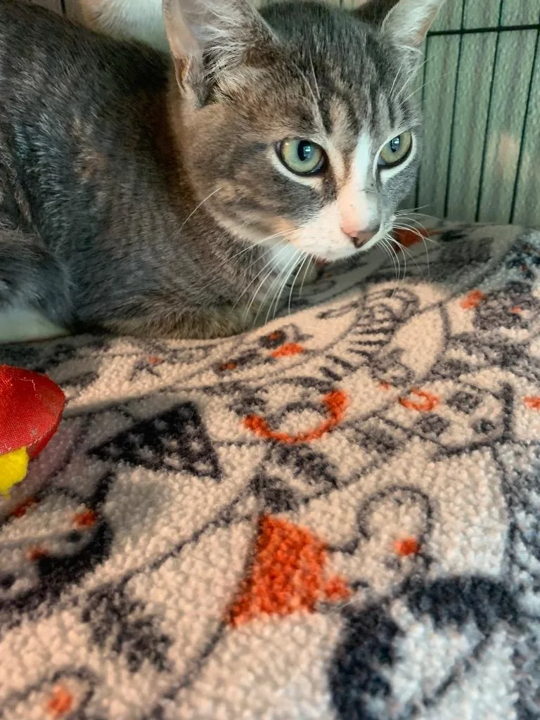 A baby medium-sized male Domestic Short Hair cat named Pressure Cooker for adoption in Douglasville, GA