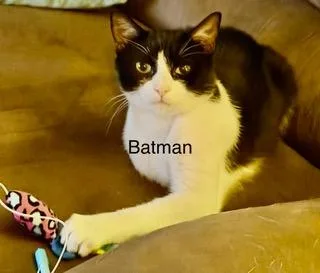 A baby medium-sized male Domestic Short Hair cat named Batman for adoption in Parkville, MD
