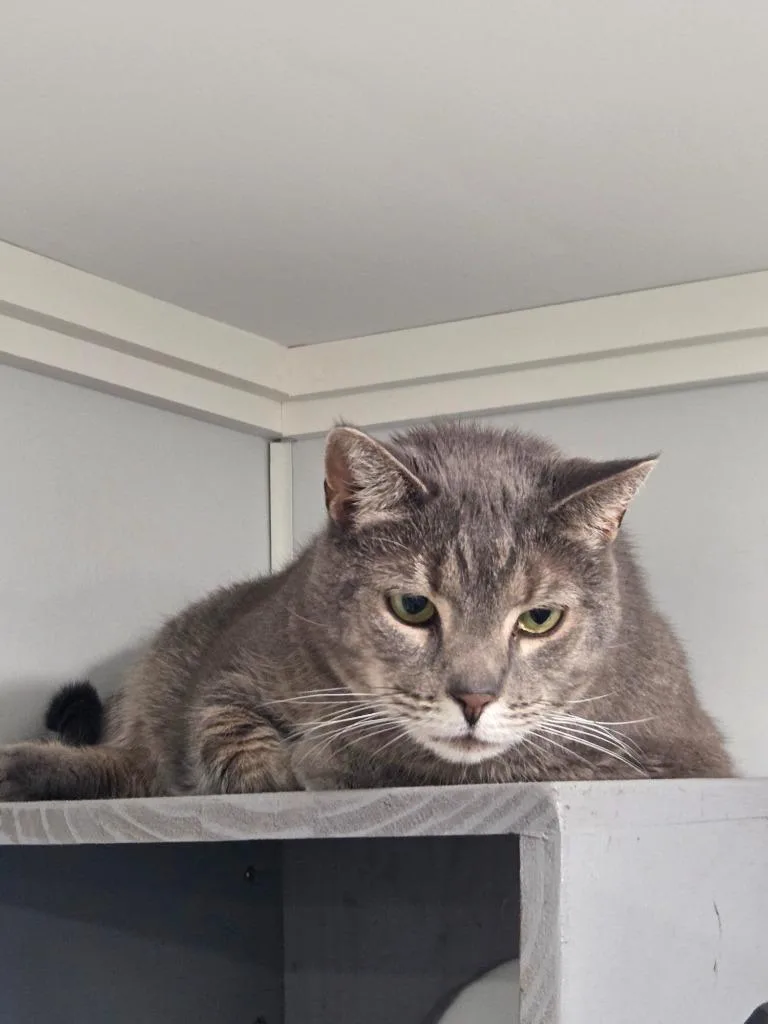 An adult small-sized male Domestic Short Hair cat named Luke for adoption in Lunenburg, VT