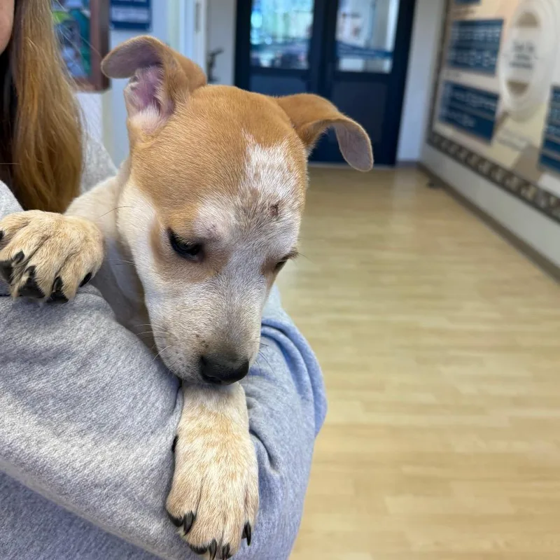 A baby small-sized male Yellow / Tan / Blond / Fawn Cattle Dog dog named Echo Ray for adoption in Great Falls, MT