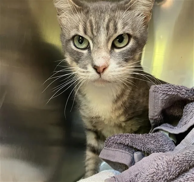 A young small-sized female Domestic Short Hair cat named Robin for adoption in Long Beach, CA