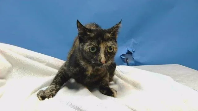 A young small-sized female Domestic Short Hair cat named Calypso for adoption in Gardena, CA