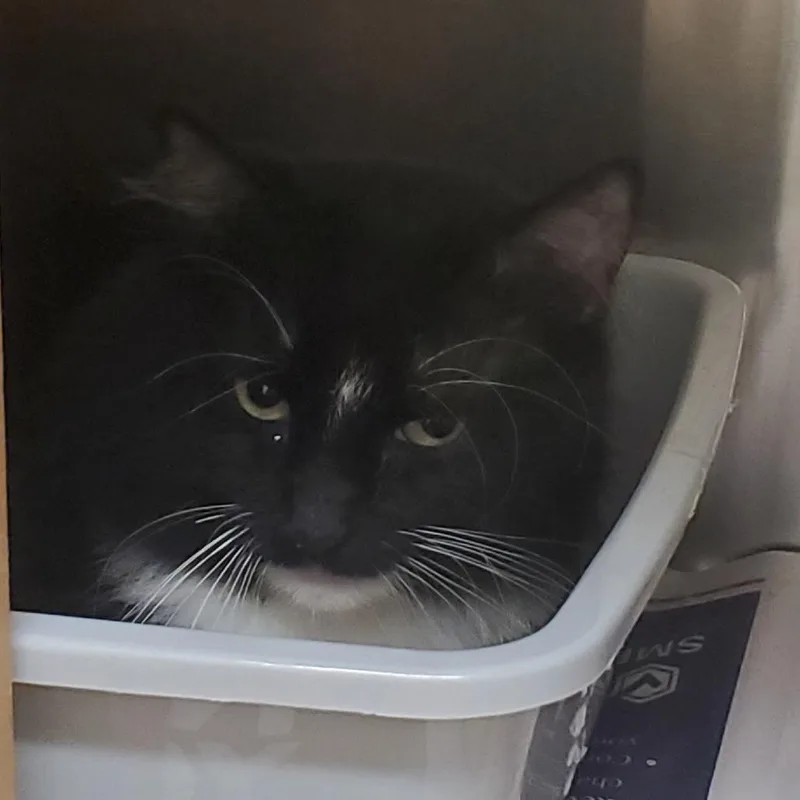 An adult medium-sized male Black Domestic Short Hair cat named Hershey for adoption in Novelty, OH