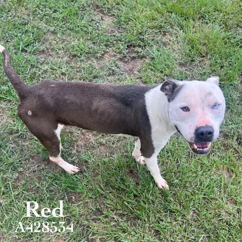 A young medium-sized male American Staffordshire Terrier dog named Red for adoption in Conroe, TX