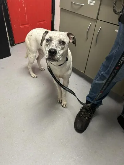 An adult medium-sized female Mixed Breed dog named Penny for adoption in West Chester, PA