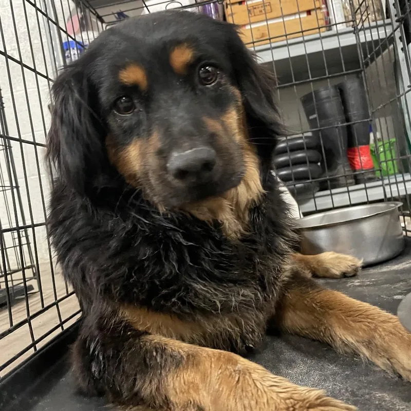 An adult medium-sized female Black Spaniel dog named Mama Kin for adoption in Edinburg, TX