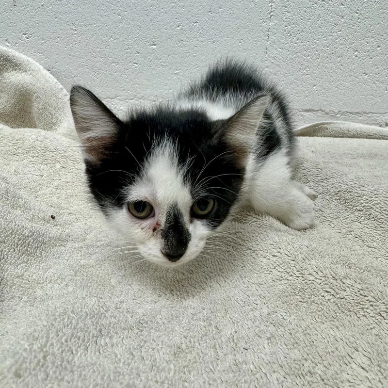 A baby small-sized male Black Domestic Short Hair cat named Tom Holland for adoption in Saint Louis, MO