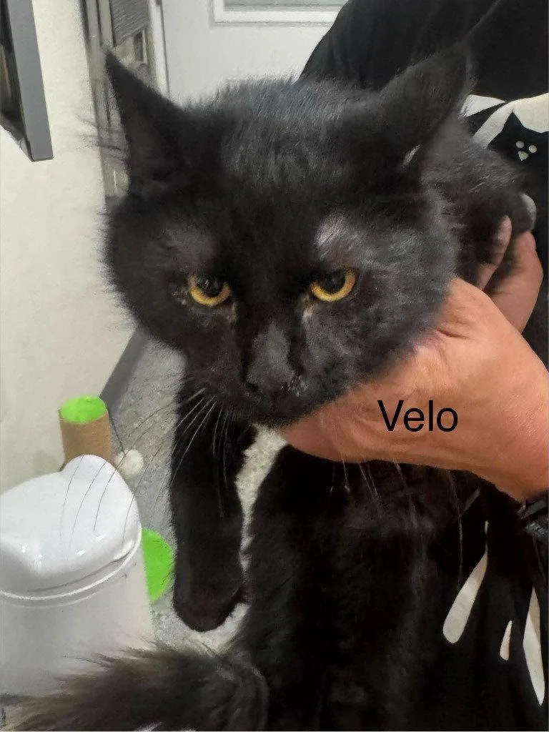 A young small-sized male Black Domestic Long Hair cat named Velo for adoption in Saint George, UT