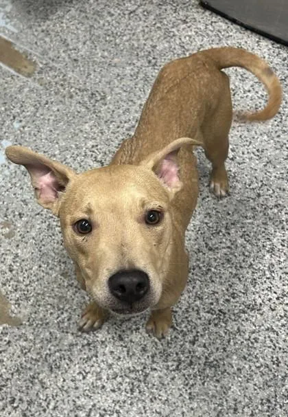 An adult medium-sized male Mixed Breed dog named Scrappy for adoption in West Chester, PA