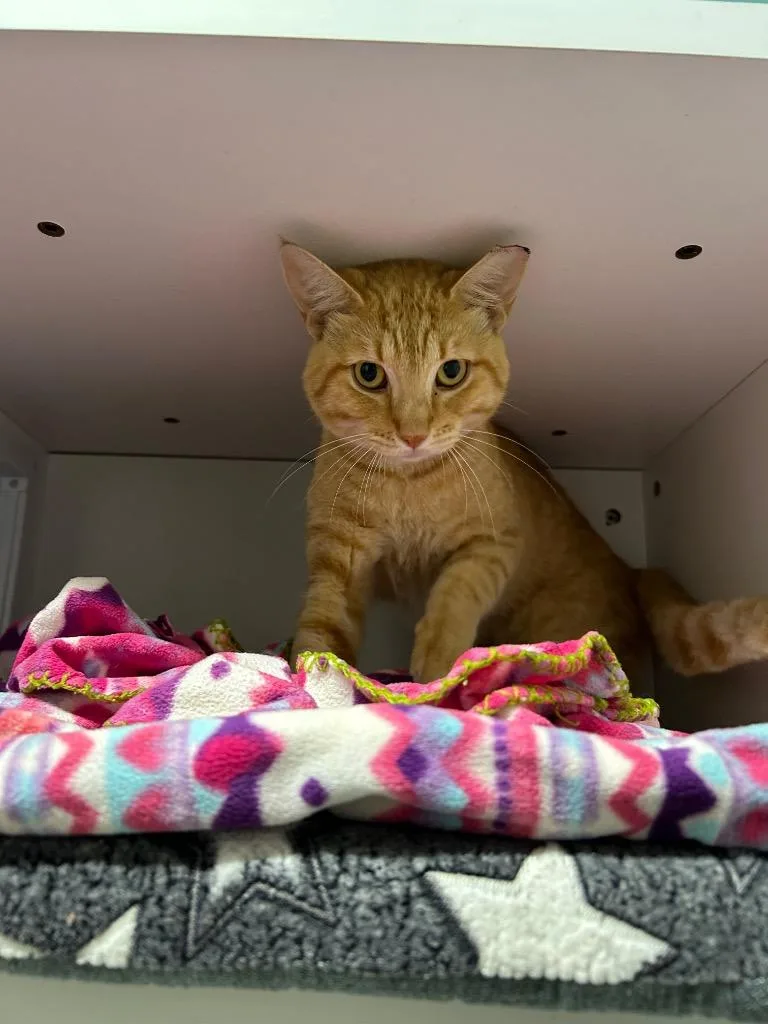 A young small-sized male Domestic Short Hair cat named Turkey for adoption in East Ridge, TN