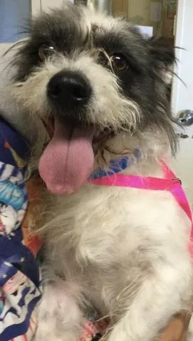 A young medium-sized male Cairn Terrier dog named Monty for adoption in Riverside, CA