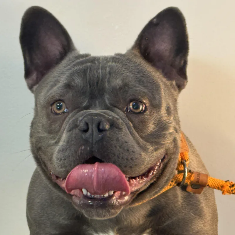 A young medium-sized male Gray / Blue / Silver French Bulldog dog named Dom for adoption in Meherrin, VA