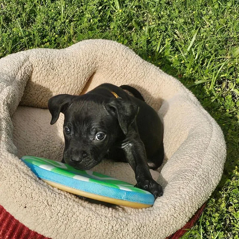 A baby small-sized female Black Black Labrador Retriever dog named Mayo for adoption in Tampa, FL