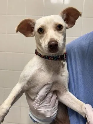 An adult small-sized female Chihuahua dog named Pita for adoption in San Antonio, TX