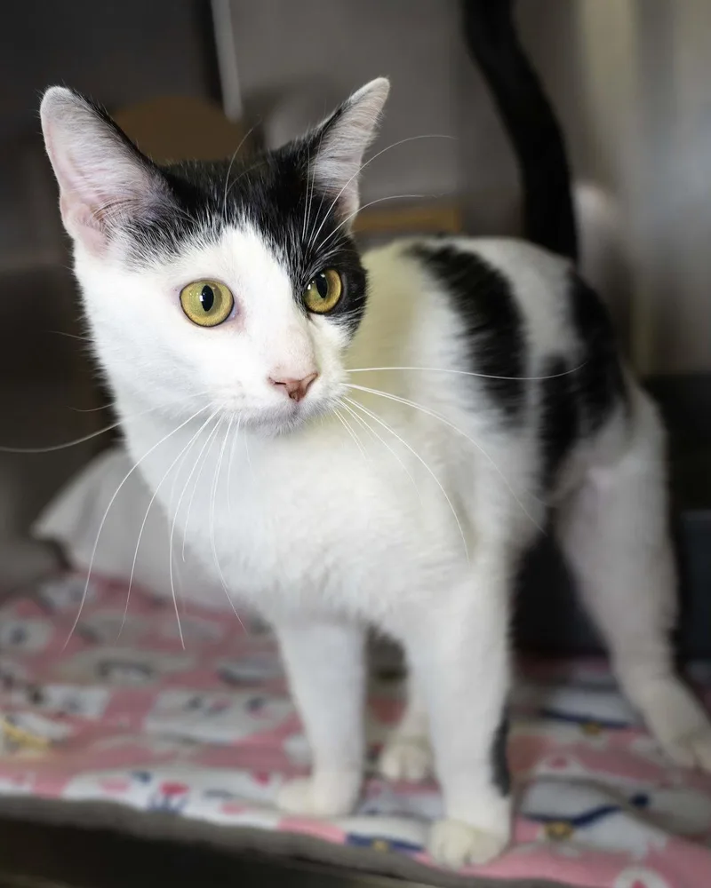 A young medium-sized female Black & White / Tuxedo Domestic Short Hair cat named Grover for adoption in Wilmington, NC