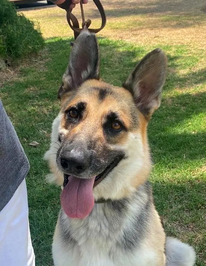A senior large-sized male Tricolor (Brown, Black, & White) German Shepherd Dog dog named Ringo for adoption in Ventura, CA