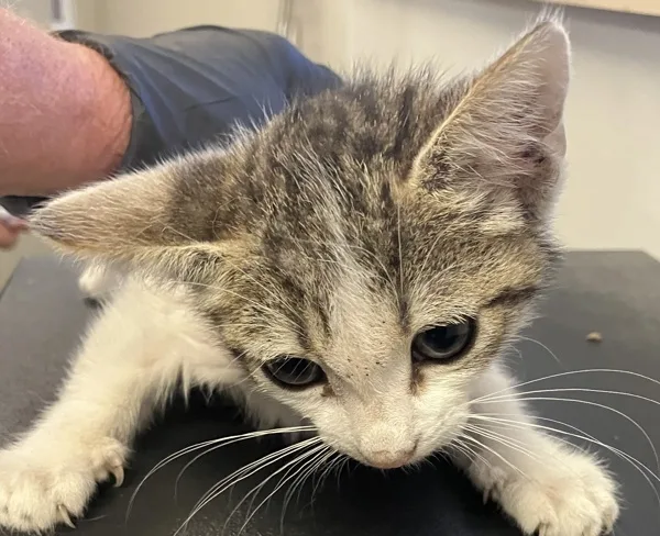 A young medium-sized male Domestic Short Hair cat named Pickett for adoption in Napa, CA
