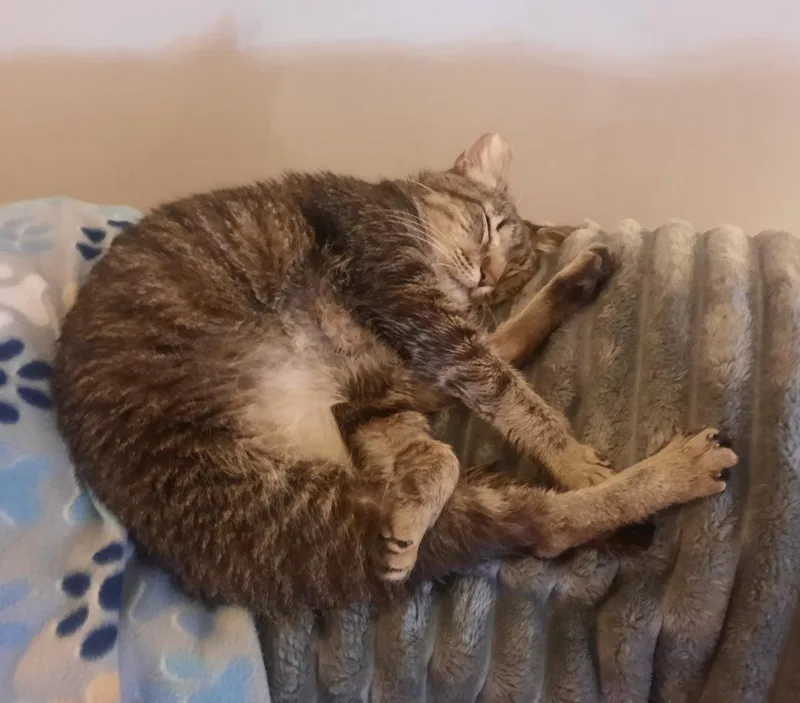 Peppercorn thumbnail 2