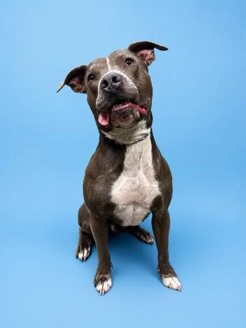 An adult large-sized male Mixed Breed dog named Dougie for adoption in Jacksonville, FL