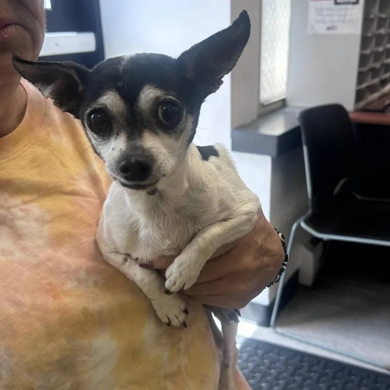 A senior small-sized female Black Chihuahua dog named Xyla for adoption in West Chester, PA