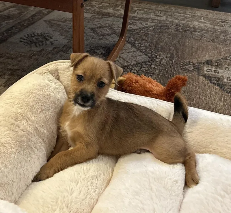 A baby small-sized male Terrier dog named Smokey for adoption in Thornton, CO