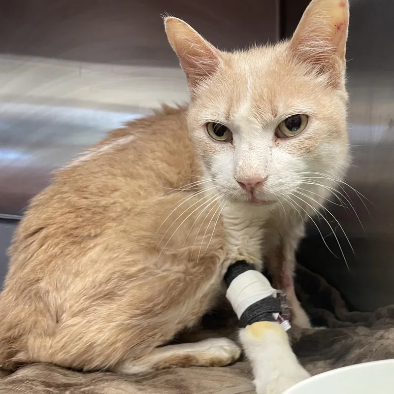 A senior medium-sized male White Domestic Short Hair cat named Arthur Pendragon for adoption in Austin, TX