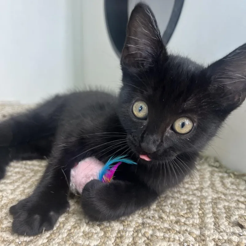 A baby small-sized male Black Domestic Short Hair cat named Leo for adoption in Tulsa, OK