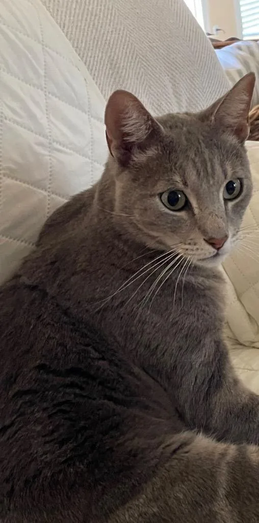 A young medium-sized male Domestic Short Hair cat named Sonny for adoption in Mountain Home, AR