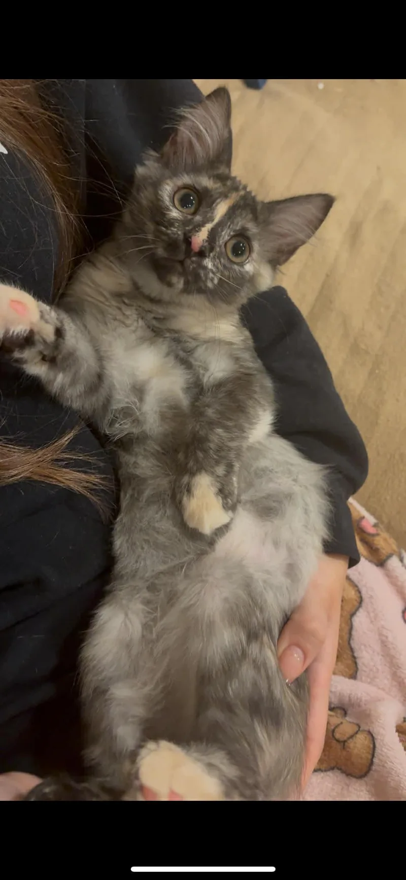 A baby small-sized female Brown / Chocolate Domestic Short Hair cat named Juno for adoption in Syosset, NY