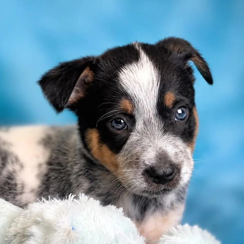 A baby small-sized male Black Australian Cattle Dog / Blue Heeler dog named Sprout for adoption in Boerne, TX